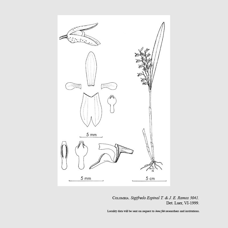 Pleurothallis espinalii